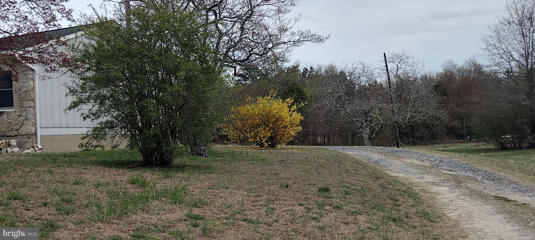 25853 Quinton Road Mardela Springs, MD 21837 - Photo 23 of 53 a view of a yard with a tree