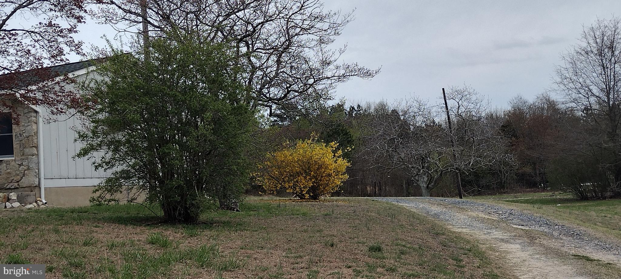 25853 Quinton Road Mardela Springs, MD 21837 - Photo 46 of 53 a view of a yard with a tree