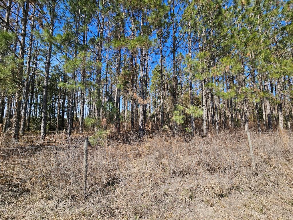 13308 Duck Lake Canal Road Dade City, FL 33525 - Photo 38 of 90 a view of a dry yard with trees