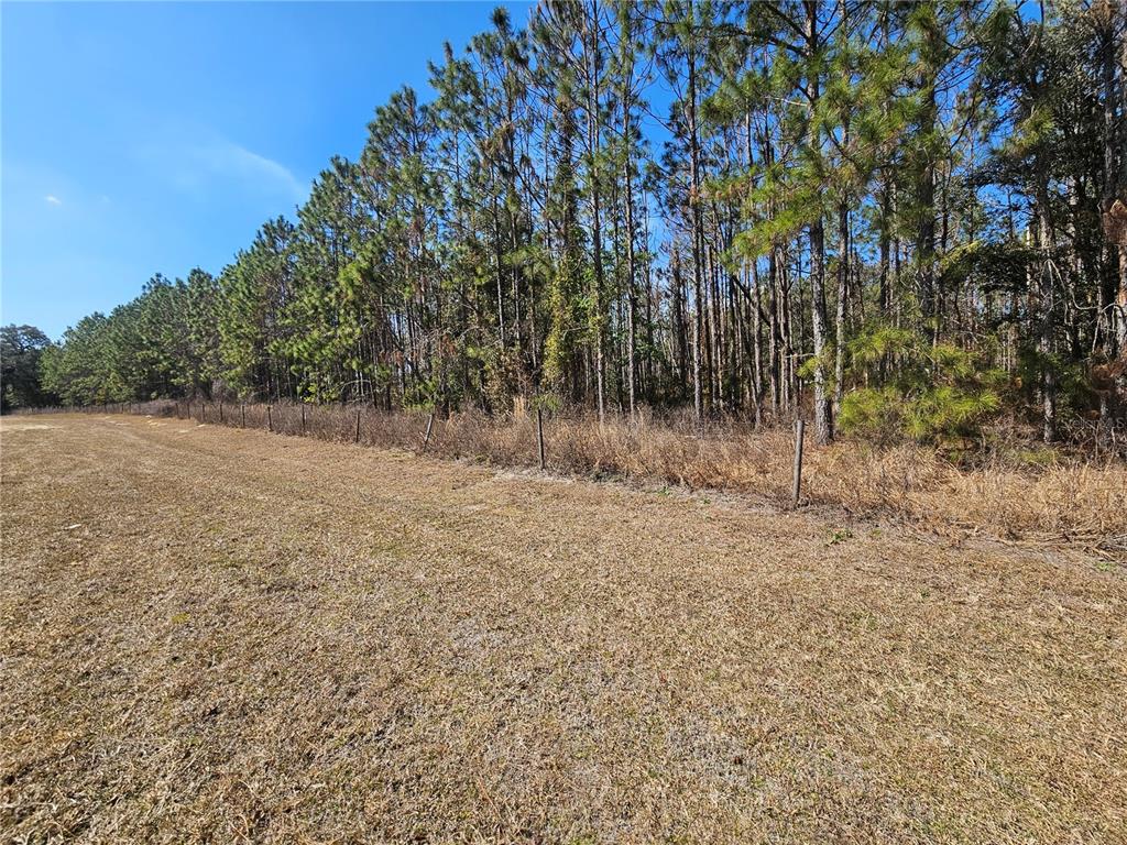 13308 Duck Lake Canal Road Dade City, FL 33525 - Photo 39 of 90 a view of a yard with a tree