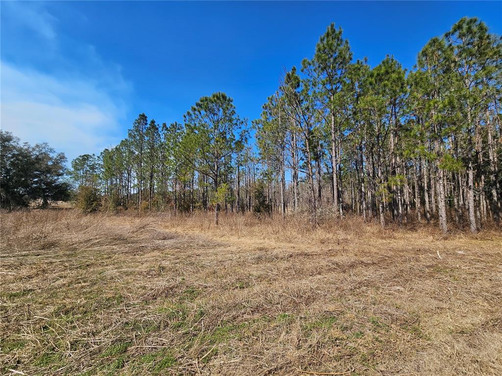 13308 Duck Lake Canal Road Dade City, FL 33525 - Photo 43 of 90 a view of a yard with an trees