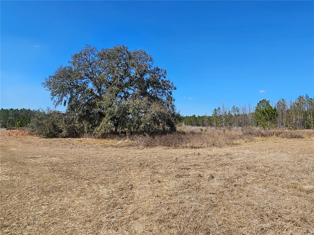 13308 Duck Lake Canal Road Dade City, FL 33525 - Photo 59 of 90 a view of dirt field with trees in background