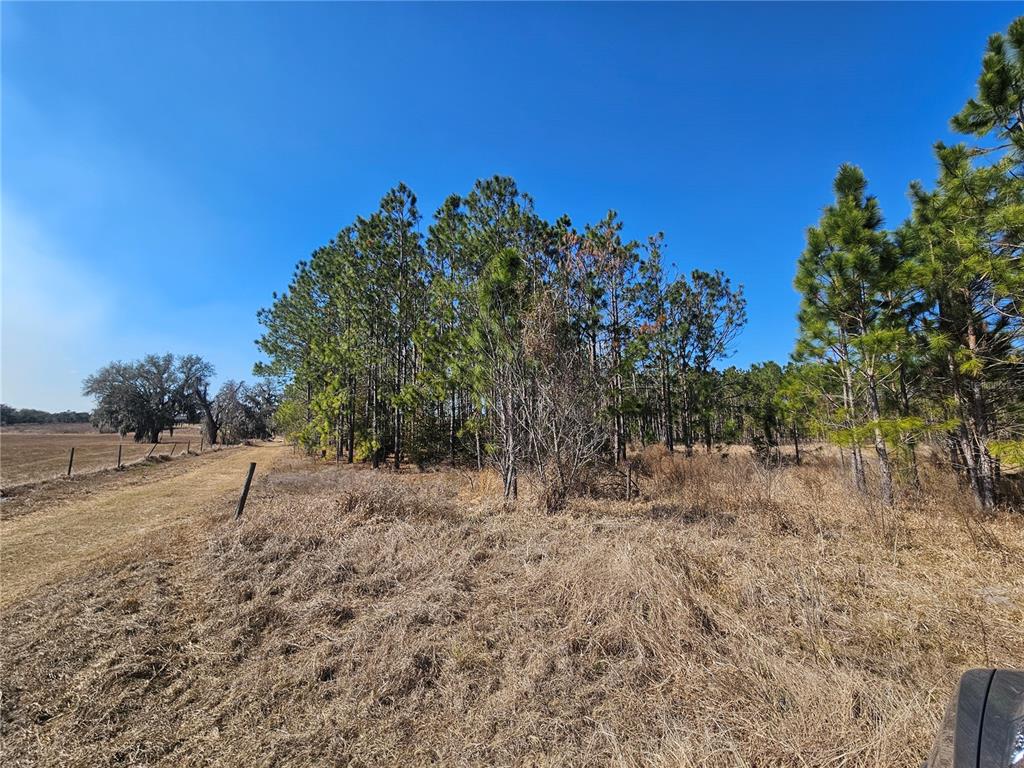 13308 Duck Lake Canal Road Dade City, FL 33525 - Photo 63 of 90 a view of a yard with trees in front of it