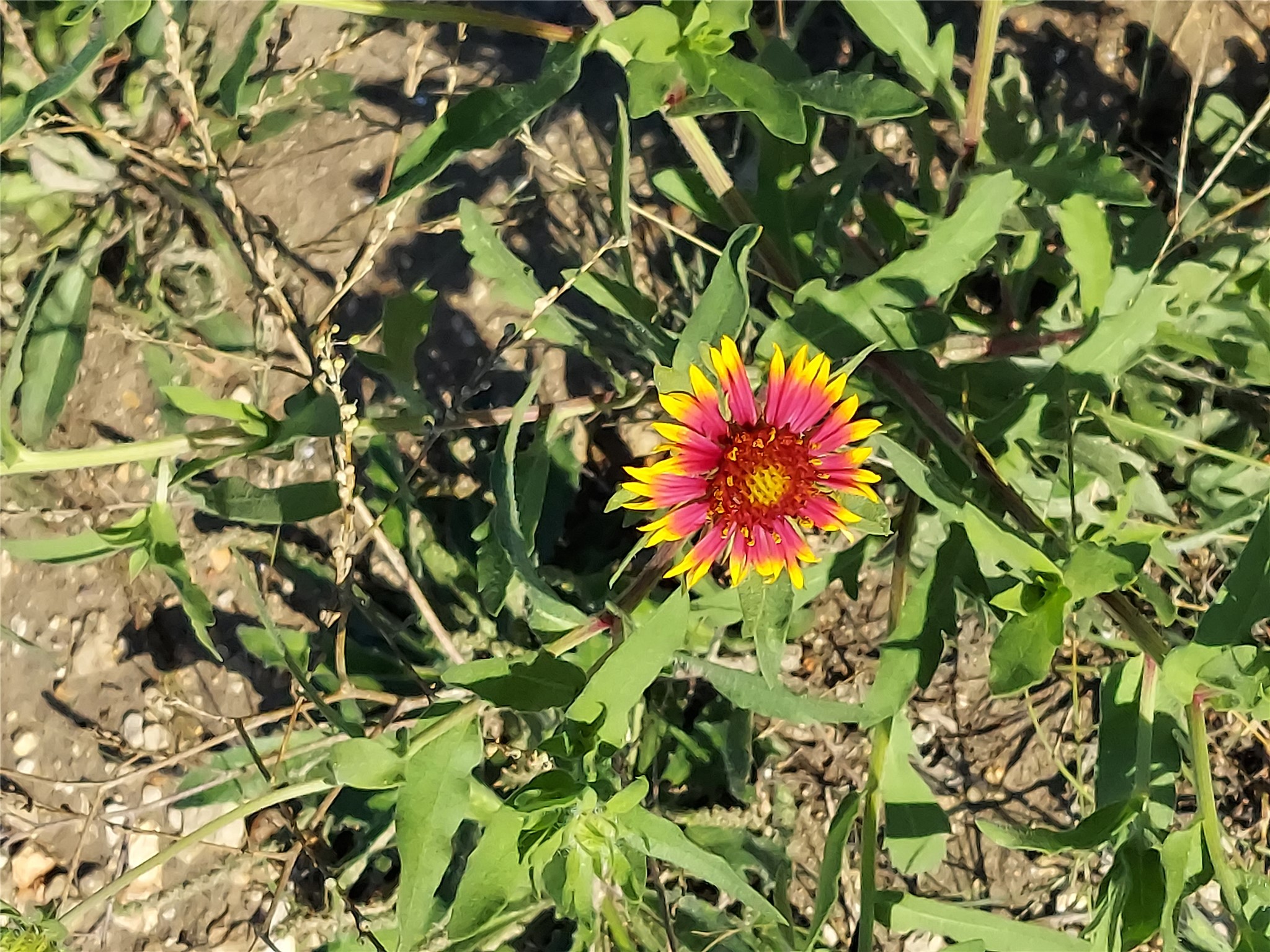 906 County Road 154 Georgetown, TX 78626 - Photo 10 of 11 Natural Flowers