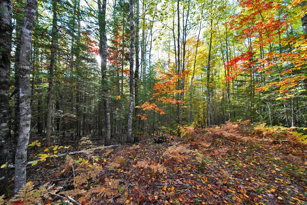 777 Bancroft Road Weston, ME 04424 - Photo 57 of 59 woodlot-maine-re-trails
