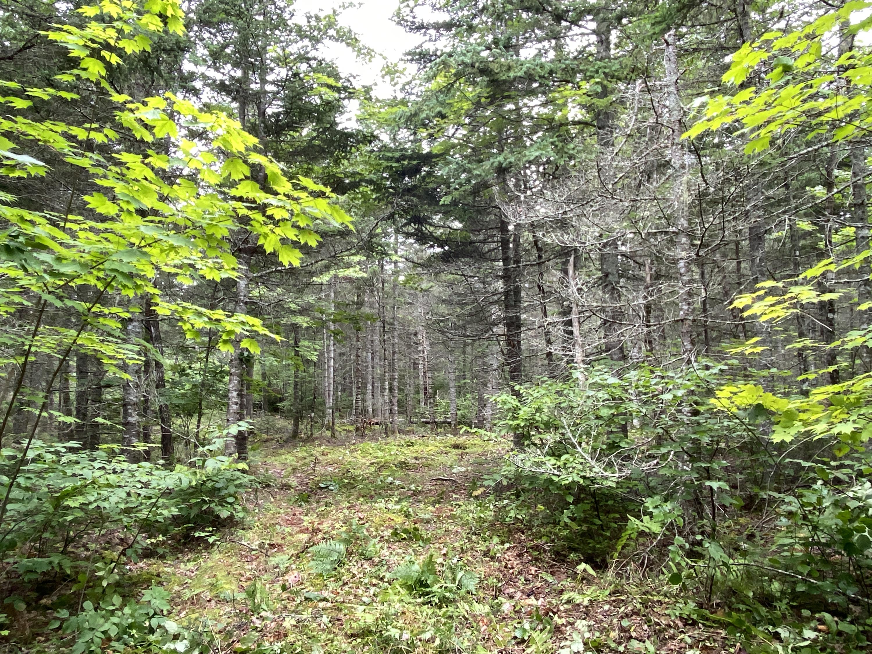 Lot 2 Georgetown Woods Road Columbia Falls, ME 04623 - Photo 9 of 10 2492EC5F-769D-4E06-B6F3-2199744DAC4B