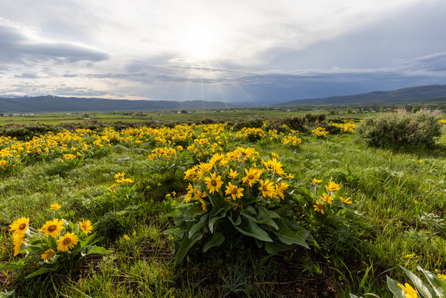 995 East Hoyt Peak Ranch Road, Unit 3 Kamas, UT 84036 - Photo 6 of 7 Expansive natural landscape featuring a field of yellow wildflowers, green grasses, distant mountains, and a broad sky