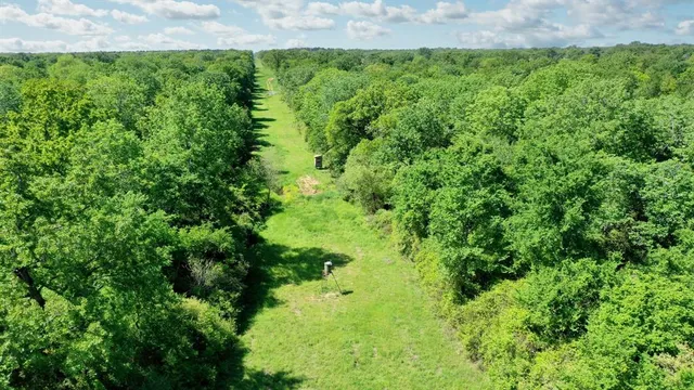 a view of a lush green forest