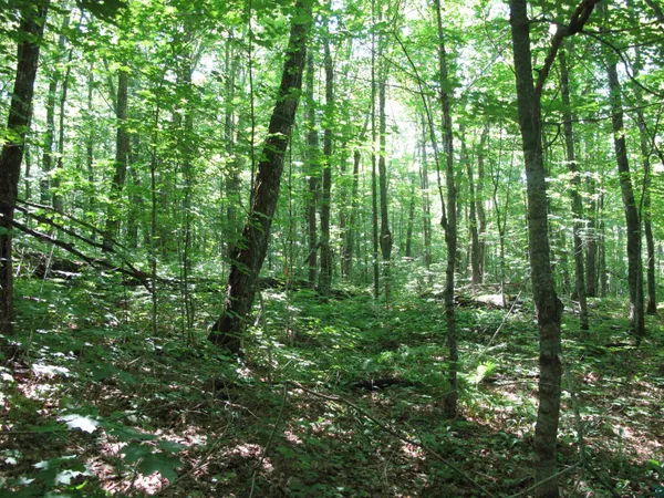 $499,000 | Xxx South Caribou Drive, Lutsen, MN 55612