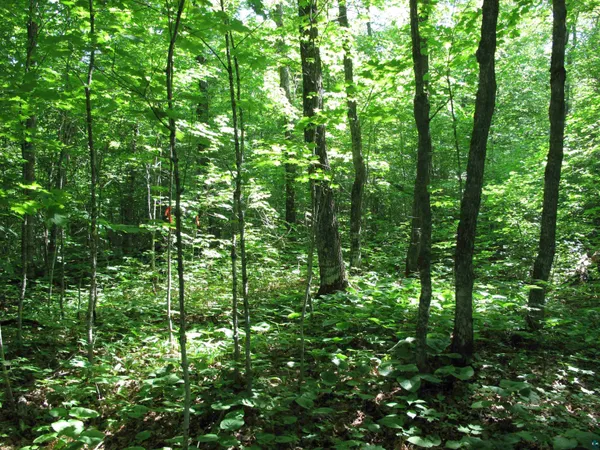 $499,000 | Xxx South Caribou Drive, Lutsen, MN 55612