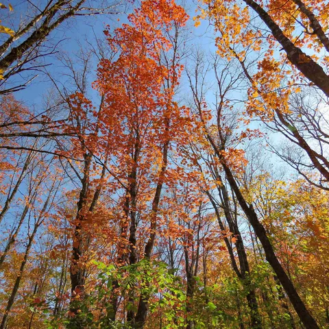 $499,000 | Xxx South Caribou Drive, Lutsen, MN 55612