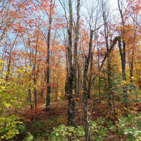 $499,000 | Xxx South Caribou Drive, Lutsen, MN 55612