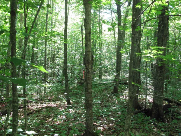 $499,000 | Xxx South Caribou Drive, Lutsen, MN 55612