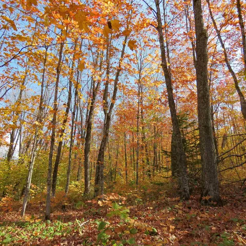 $499,000 | Xxx South Caribou Drive, Lutsen, MN 55612