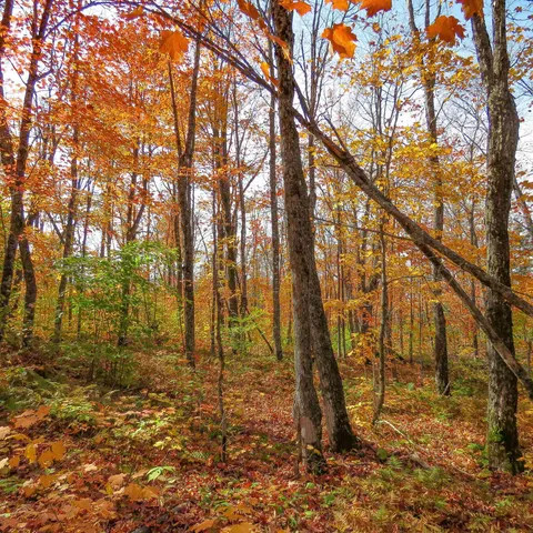 $499,000 | Xxx South Caribou Drive, Lutsen, MN 55612