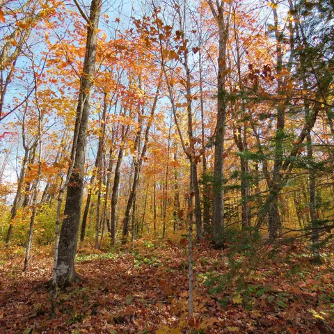 $499,000 | Xxx South Caribou Drive, Lutsen, MN 55612