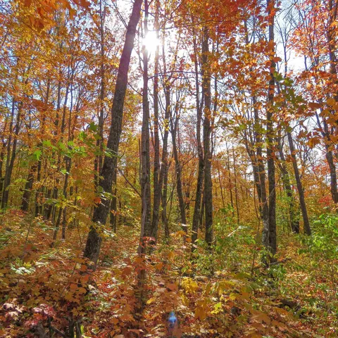 $499,000 | Xxx South Caribou Drive, Lutsen, MN 55612