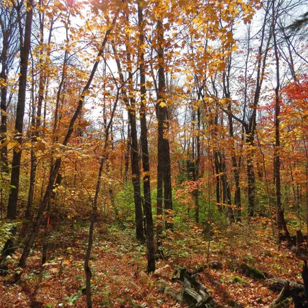 $499,000 | Xxx South Caribou Drive, Lutsen, MN 55612
