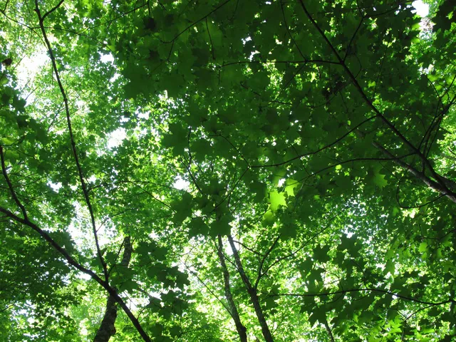 $499,000 | Xxx South Caribou Drive, Lutsen, MN 55612