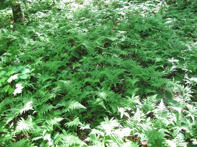 $499,000 | Xxx South Caribou Drive, Lutsen, MN 55612