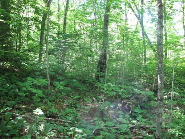 $499,000 | Xxx South Caribou Drive, Lutsen, MN 55612