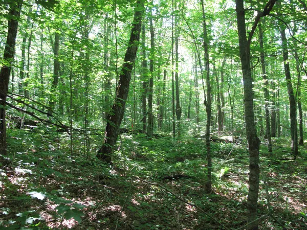 $499,000 | Xxx South Caribou Drive, Lutsen, MN 55612