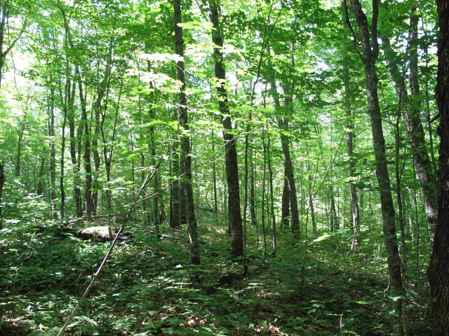 $499,000 | Xxx South Caribou Drive, Lutsen, MN 55612