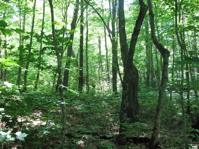 $499,000 | Xxx South Caribou Drive, Lutsen, MN 55612