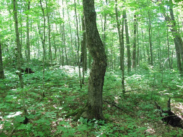 $499,000 | Xxx South Caribou Drive, Lutsen, MN 55612