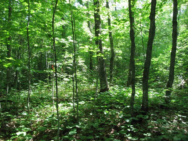 $499,000 | Xxx South Caribou Drive, Lutsen, MN 55612