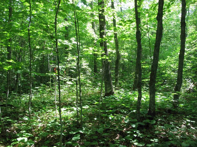 $499,000 | Xxx South Caribou Drive, Lutsen, MN 55612