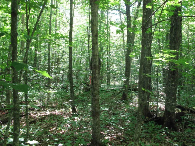 $499,000 | Xxx South Caribou Drive, Lutsen, MN 55612