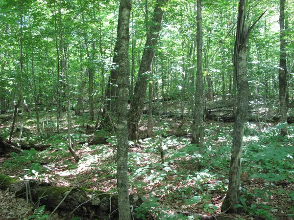 $499,000 | Xxx South Caribou Drive, Lutsen, MN 55612