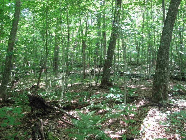 $499,000 | Xxx South Caribou Drive, Lutsen, MN 55612