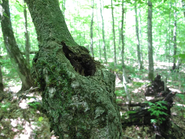 $499,000 | Xxx South Caribou Drive, Lutsen, MN 55612