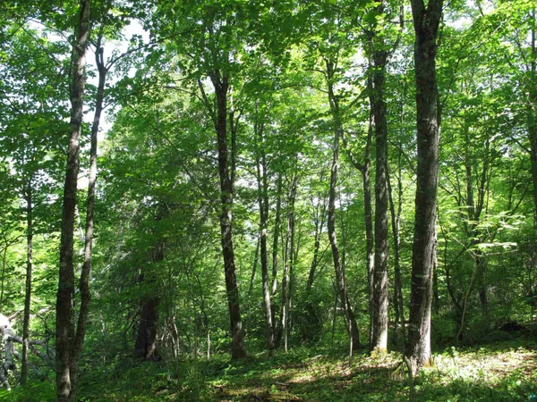 $499,000 | Xxx South Caribou Drive, Lutsen, MN 55612