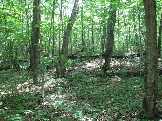 $499,000 | Xxx South Caribou Drive, Lutsen, MN 55612