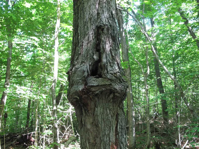 $499,000 | Xxx South Caribou Drive, Lutsen, MN 55612