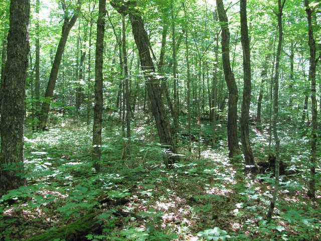 $499,000 | Xxx South Caribou Drive, Lutsen, MN 55612