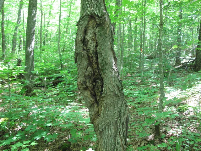 $499,000 | Xxx South Caribou Drive, Lutsen, MN 55612