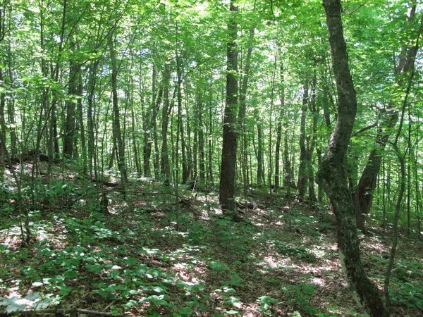 $499,000 | Xxx South Caribou Drive, Lutsen, MN 55612