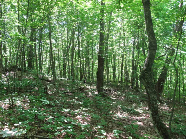 $499,000 | Xxx South Caribou Drive, Lutsen, MN 55612