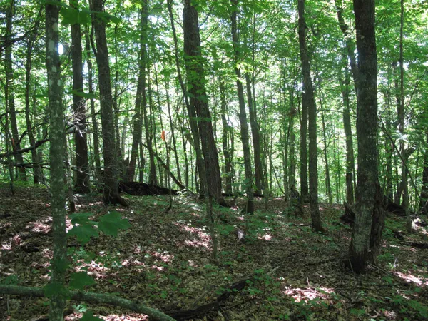 $499,000 | Xxx South Caribou Drive, Lutsen, MN 55612