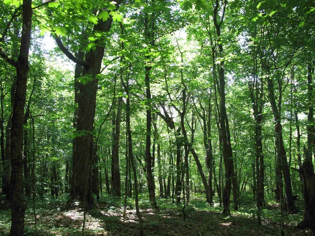 $499,000 | Xxx South Caribou Drive, Lutsen, MN 55612