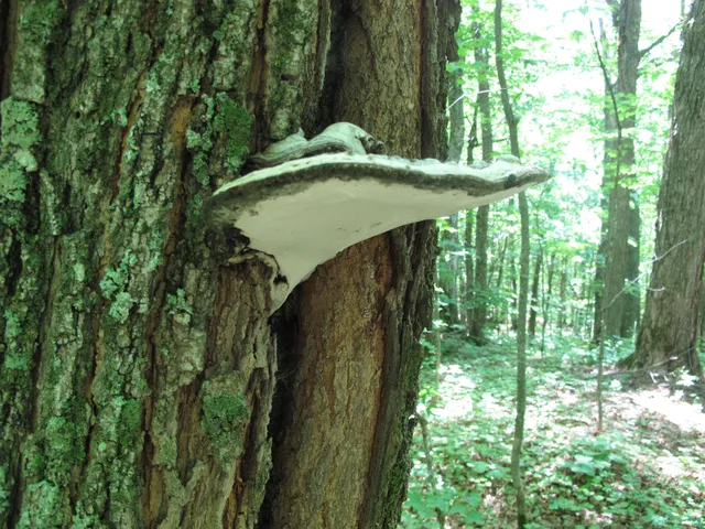 $499,000 | Xxx South Caribou Drive, Lutsen, MN 55612