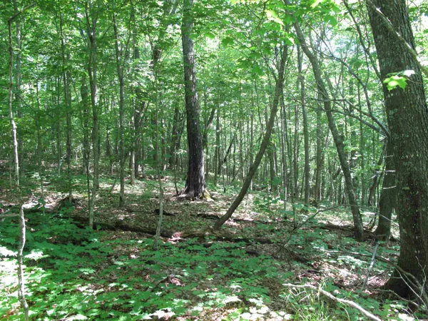 $499,000 | Xxx South Caribou Drive, Lutsen, MN 55612