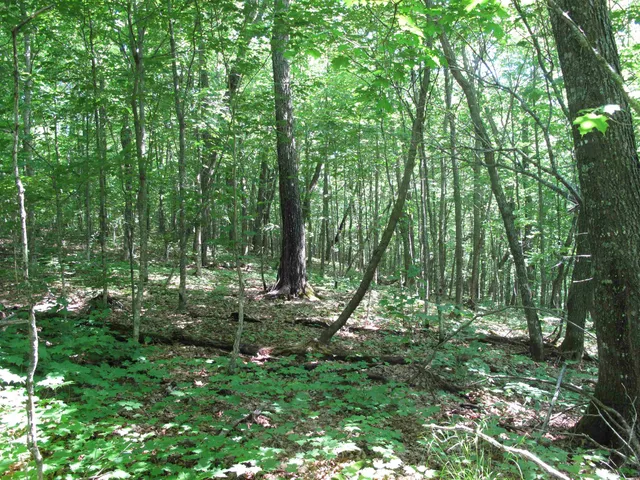 $499,000 | Xxx South Caribou Drive, Lutsen, MN 55612