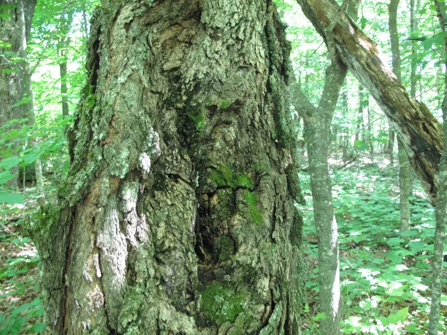 $499,000 | Xxx South Caribou Drive, Lutsen, MN 55612