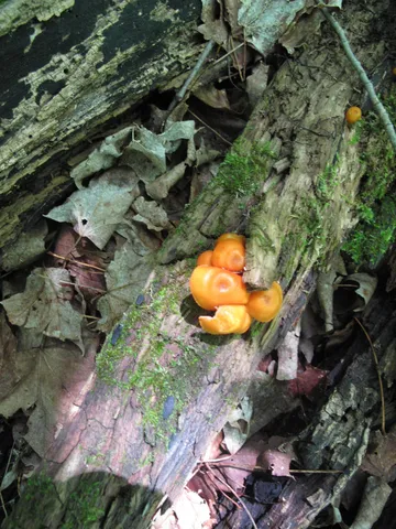 $499,000 | Xxx South Caribou Drive, Lutsen, MN 55612