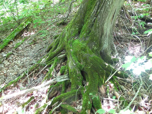 $499,000 | Xxx South Caribou Drive, Lutsen, MN 55612